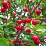 Stĺpovitá višňa (Prunus cerasus) ‘JOANNA’- výška 110-130 cm, kont. C7L